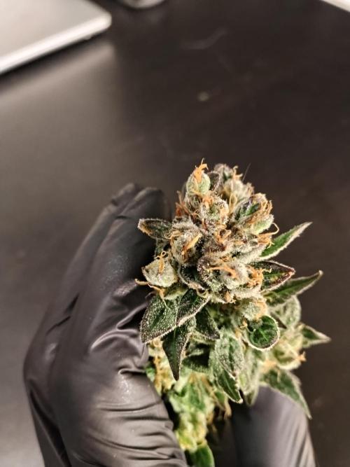 Permanent Marker Autoseeds. Week 11