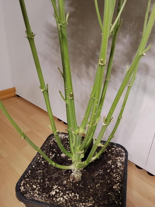 Permanent Marker Autoseeds. Week 11