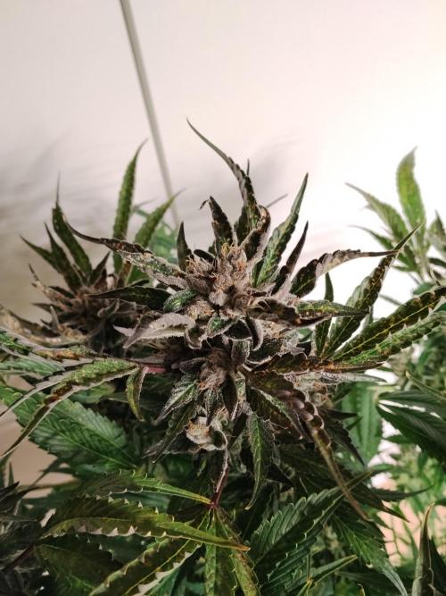 Permanent Marker Autoseeds. Week 11