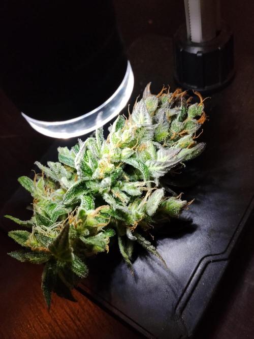 Permanent Marker Autoseeds. Week 11