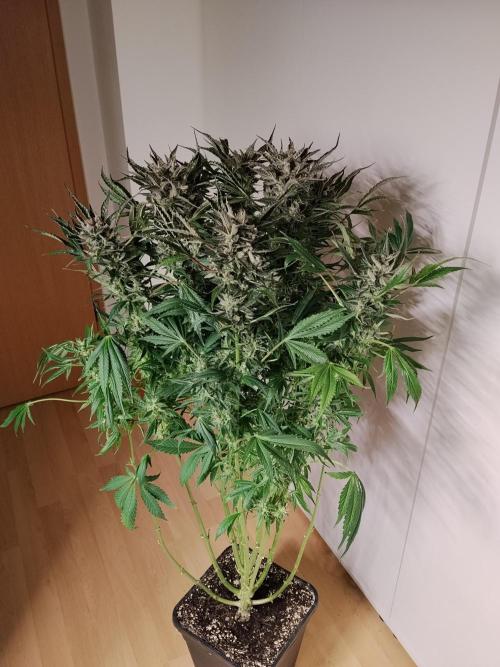Permanent Marker Autoseeds. Week 11