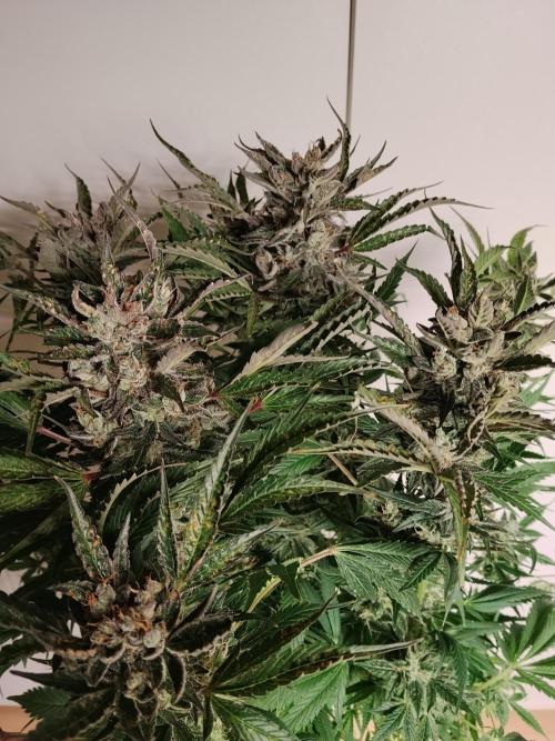 Permanent Marker Autoseeds. Week 11