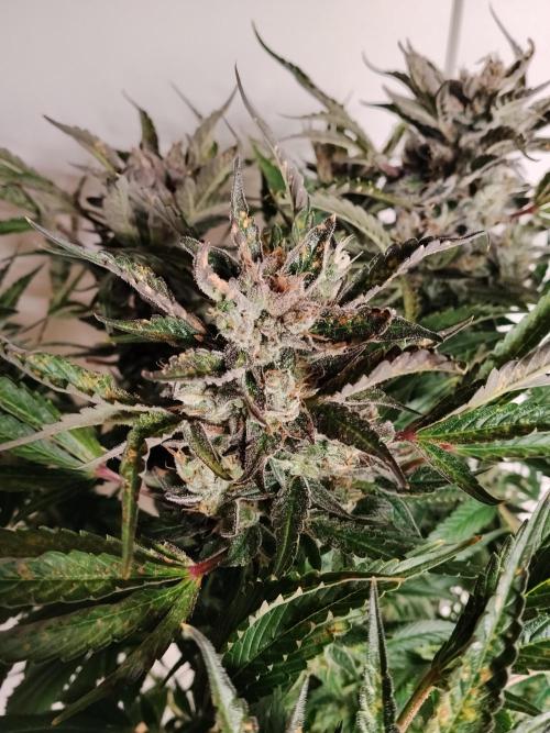 Permanent Marker Autoseeds. Week 11