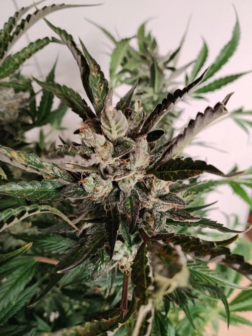 Permanent Marker Autoseeds. Week 11