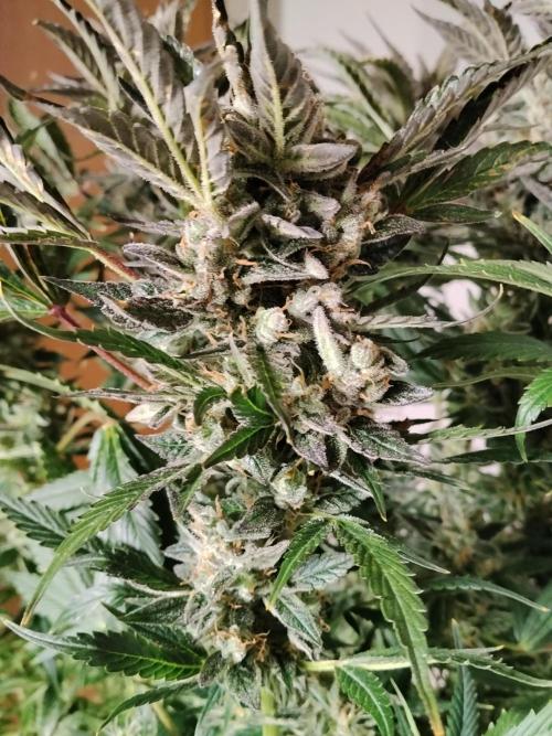 Permanent Marker Autoseeds. Week 11
