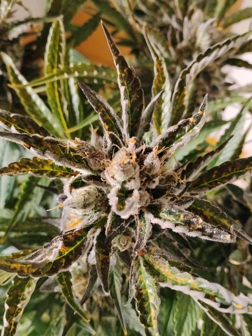 Permanent Marker Autoseeds. Week 11
