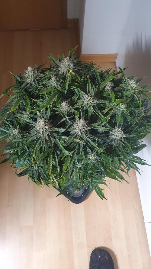 Jelly Donutz Auto Humboldt. Week 11