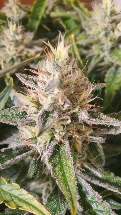 Jelly Donutz Auto Humboldt. Week 11