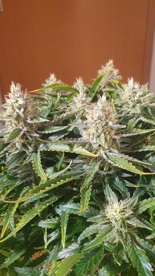 Jelly Donutz Auto Humboldt. Week 11
