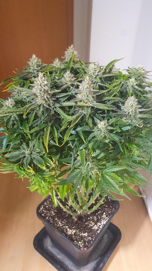 Jelly Donutz Auto Humboldt. Week 11