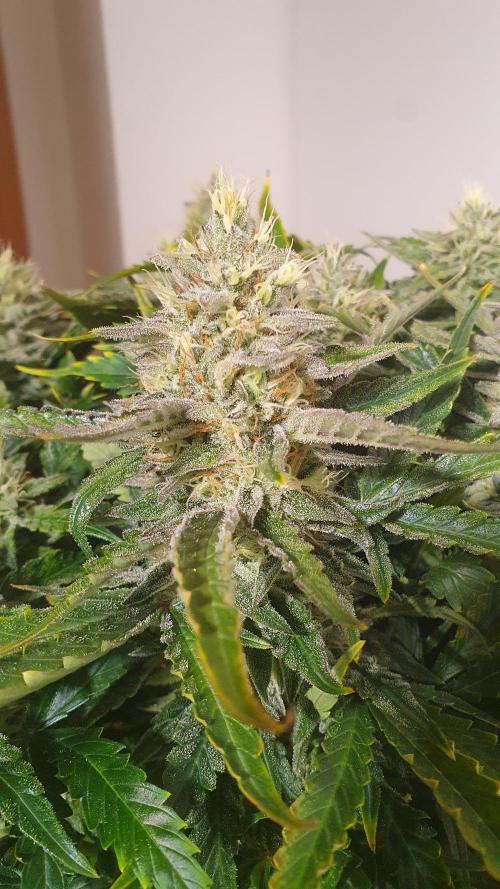 Jelly Donutz Auto Humboldt. Week 11