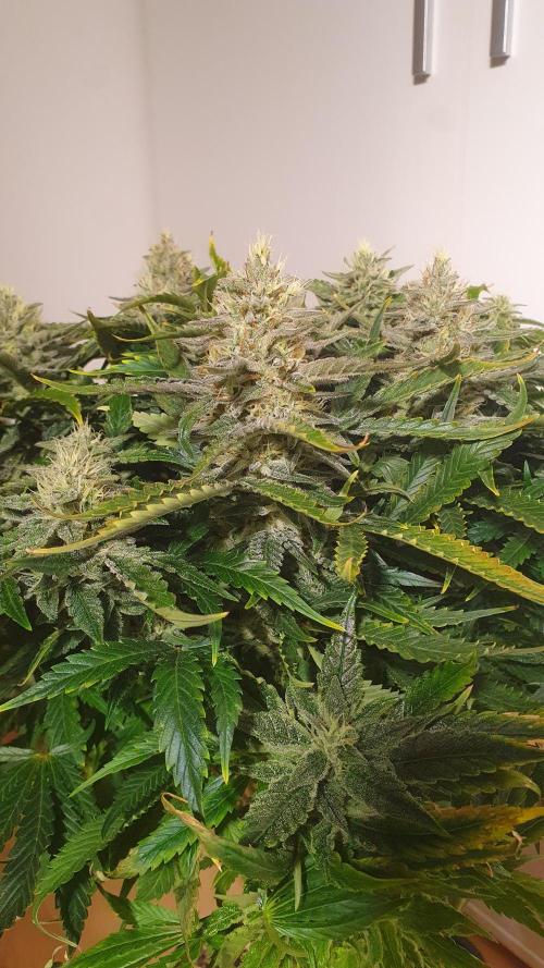 Jelly Donutz Auto Humboldt. Week 11