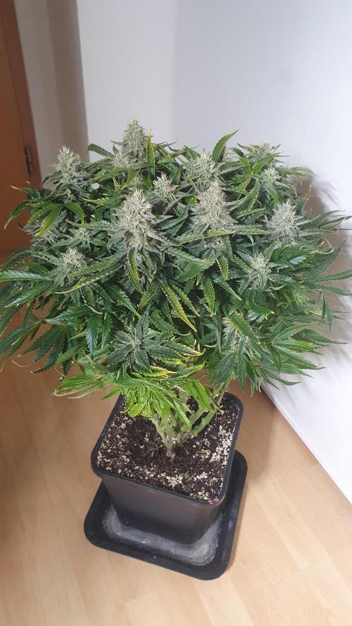 Jelly Donutz Auto Humboldt. Week 11