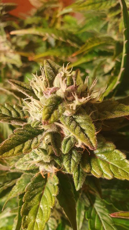 Tropicana Cookies Auto Zamnesia. Week 11