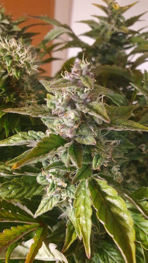 Tropicana Cookies Auto Zamnesia. Week 11