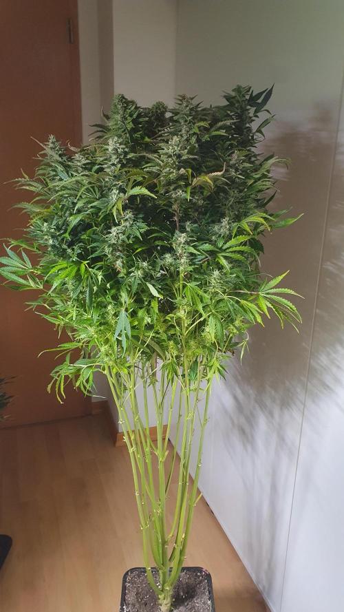 Tropicana Cookies Auto Zamnesia. Week 11