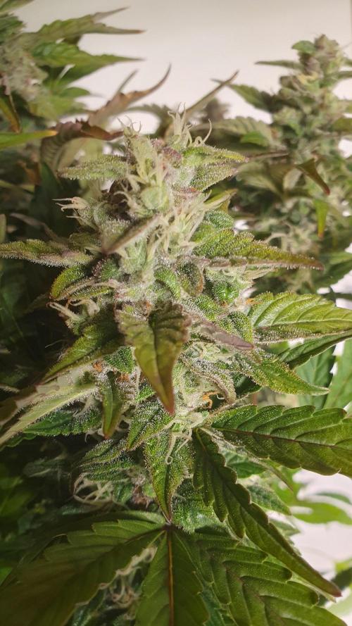 Tropicana Cookies Auto Zamnesia. Week 11