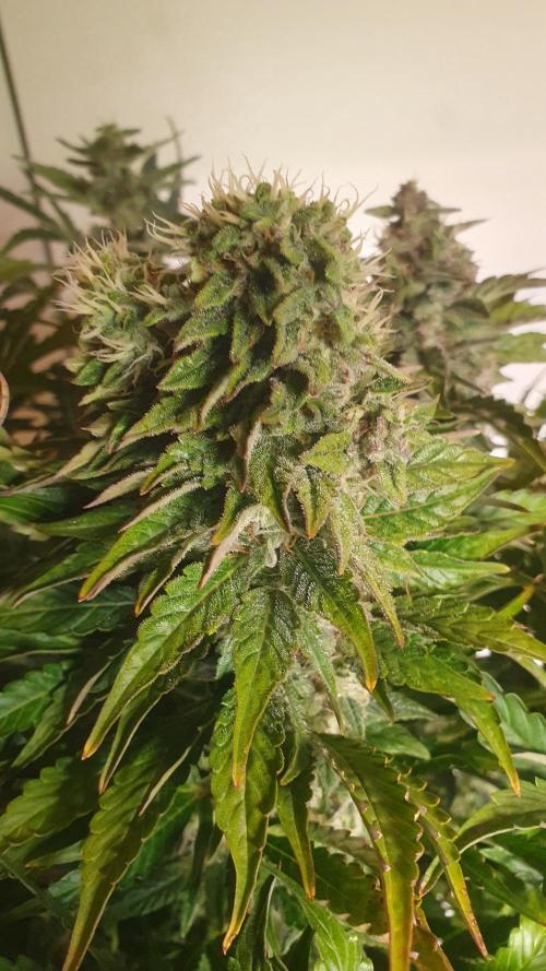 Tropicana Cookies Auto Zamnesia. Week 11