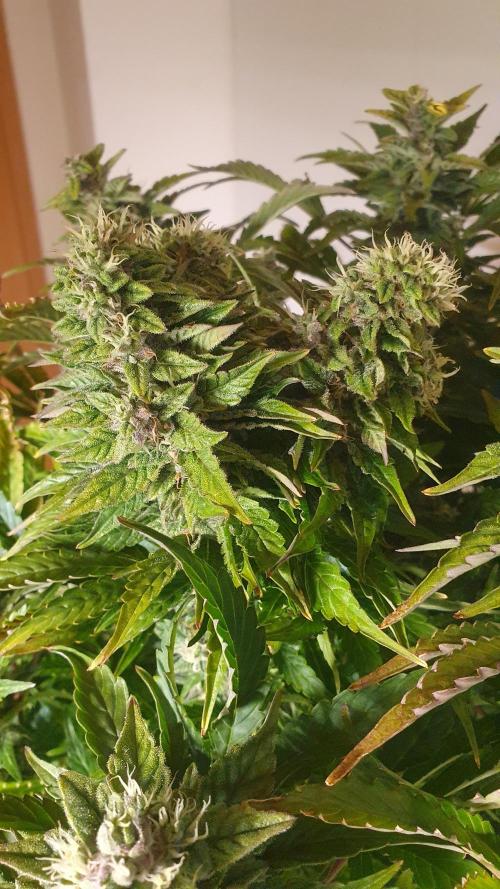 Tropicana Cookies Auto Zamnesia. Week 11