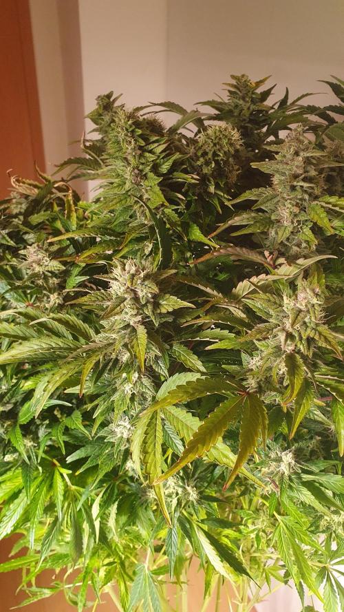 Tropicana Cookies Auto Zamnesia. Week 11