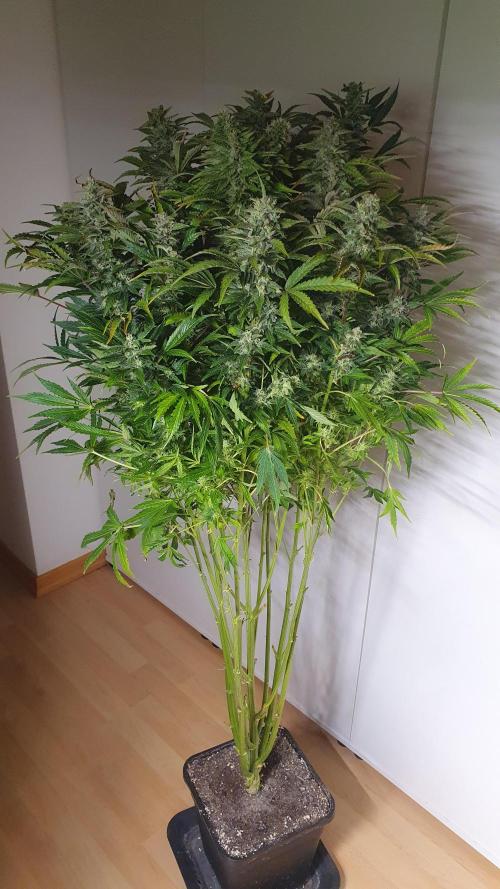 Tropicana Cookies Auto Zamnesia. Week 11