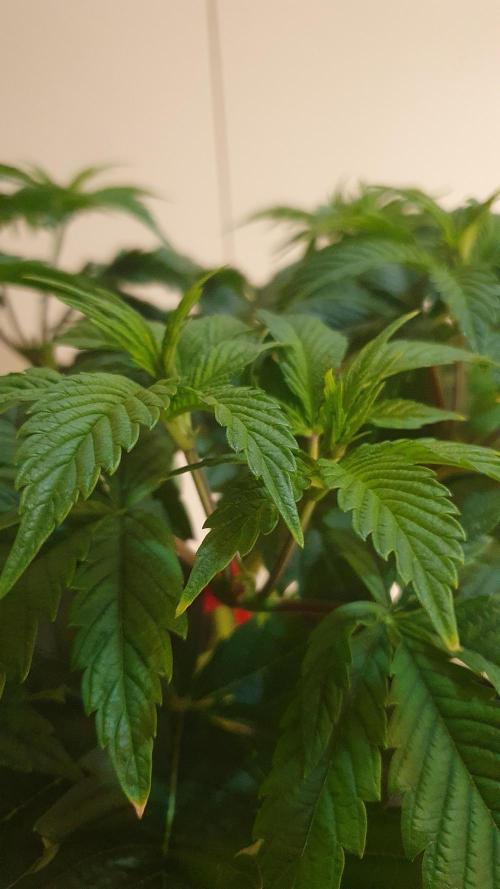 Sticky Brokkoli Zamnesia Eternity Cup. Week 5