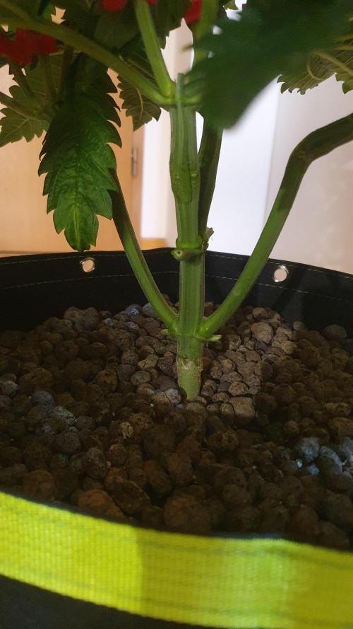 Sticky Brokkoli Zamnesia Eternity Cup. Week 5