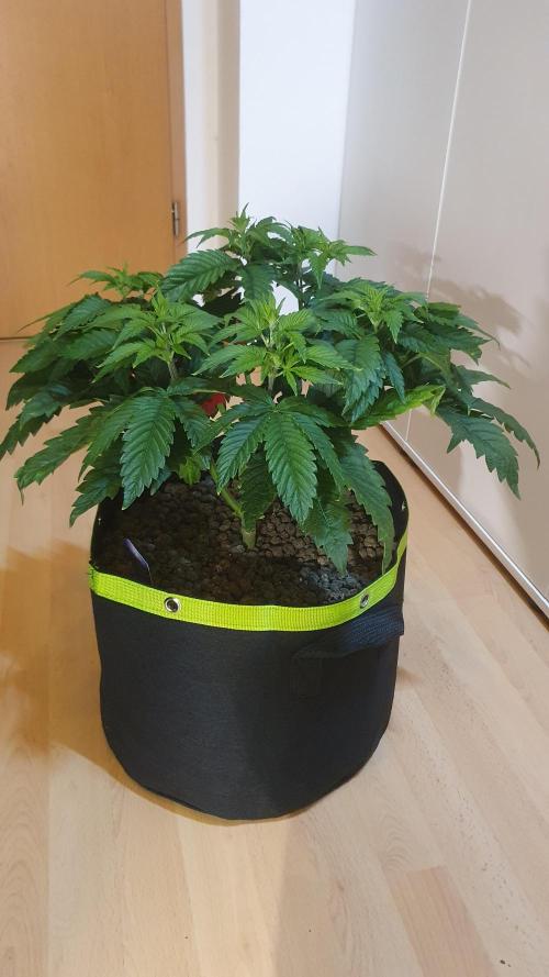 Sticky Brokkoli Zamnesia Eternity Cup. Week 5