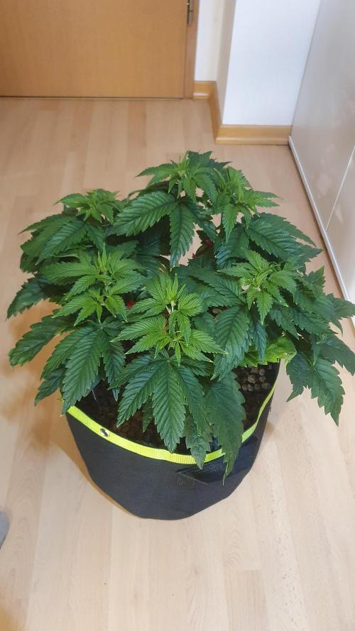 Sticky Brokkoli Zamnesia Eternity Cup. Week 5