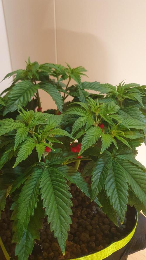 Sticky Brokkoli Zamnesia Eternity Cup. Week 5