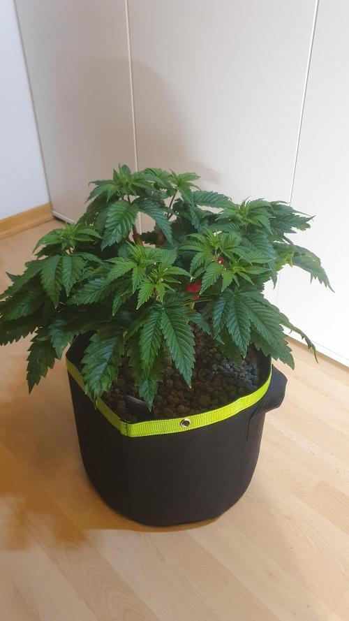 Sticky Brokkoli Zamnesia Eternity Cup. Week 5