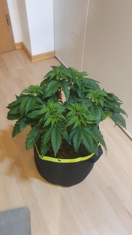 Sticky Brokkoli Zamnesia Eternity Cup. Week 5