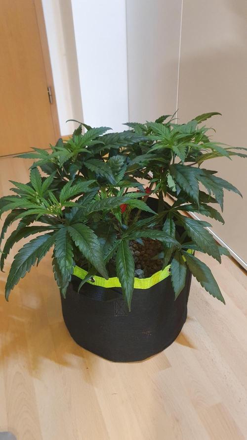 Blue Zushi Dutch Passion. Week 5