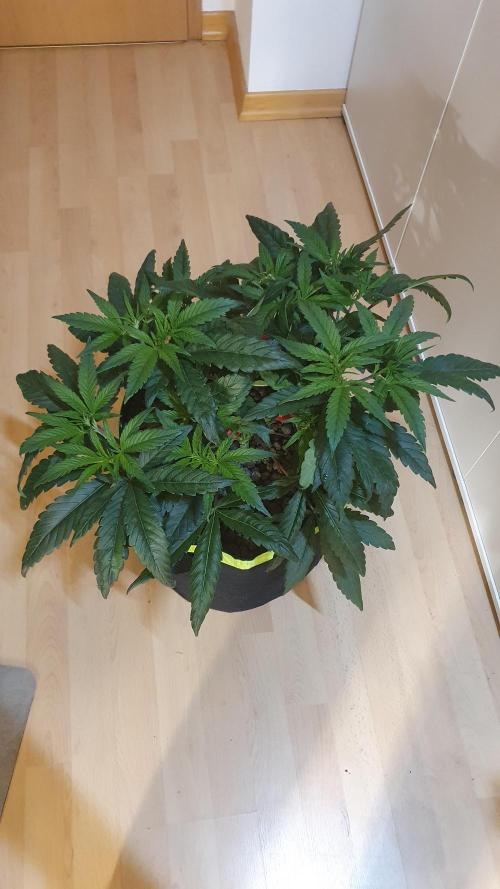 Blue Zushi Dutch Passion. Week 5