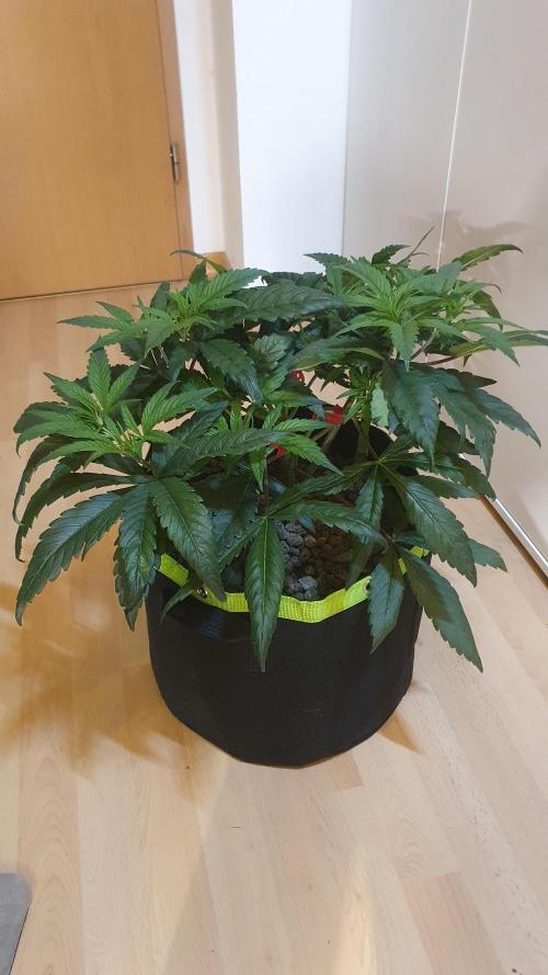 Blue Zushi Dutch Passion. Week 5