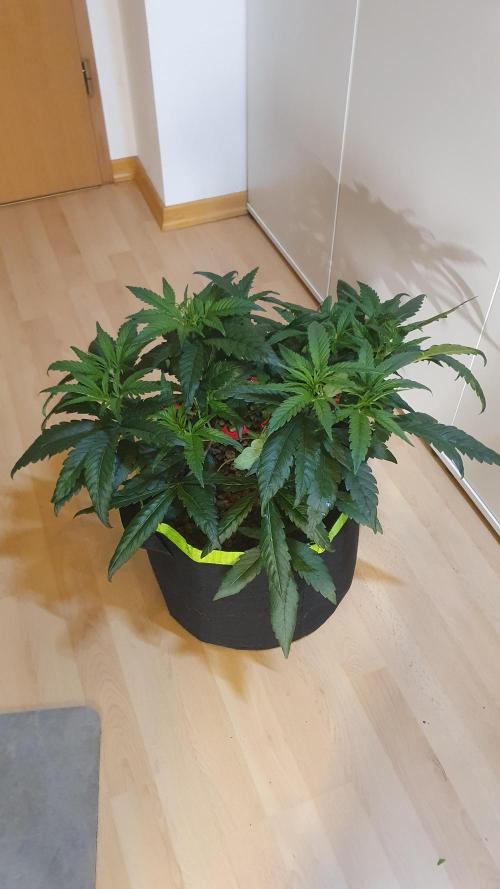 Blue Zushi Dutch Passion. Week 5