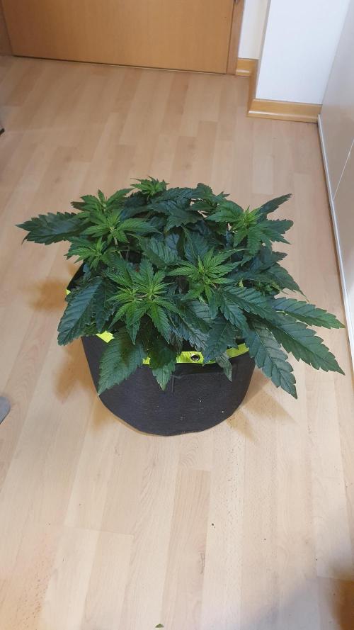 Slurricane Zamnesia. Week 5