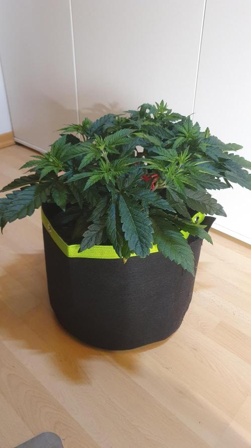 Slurricane Zamnesia. Week 5