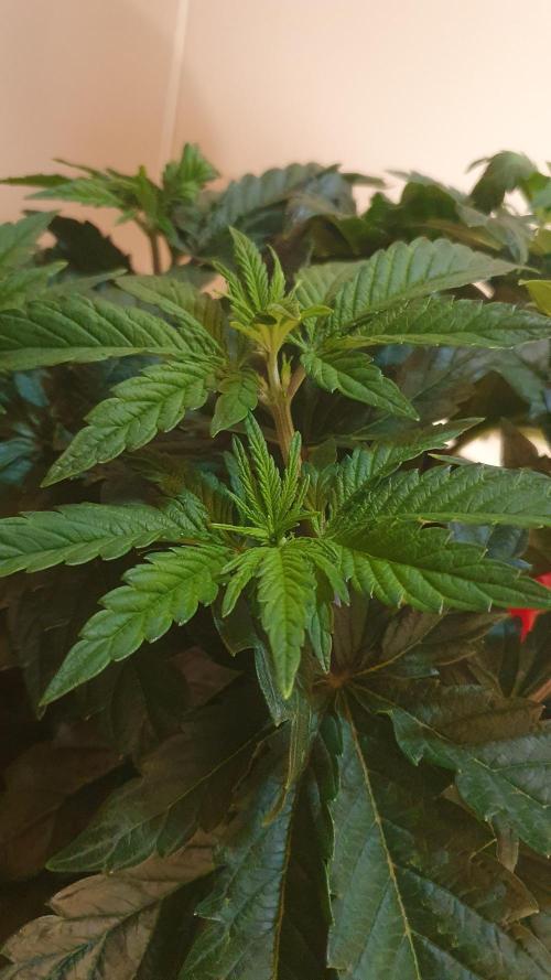 Slurricane Zamnesia. Week 5