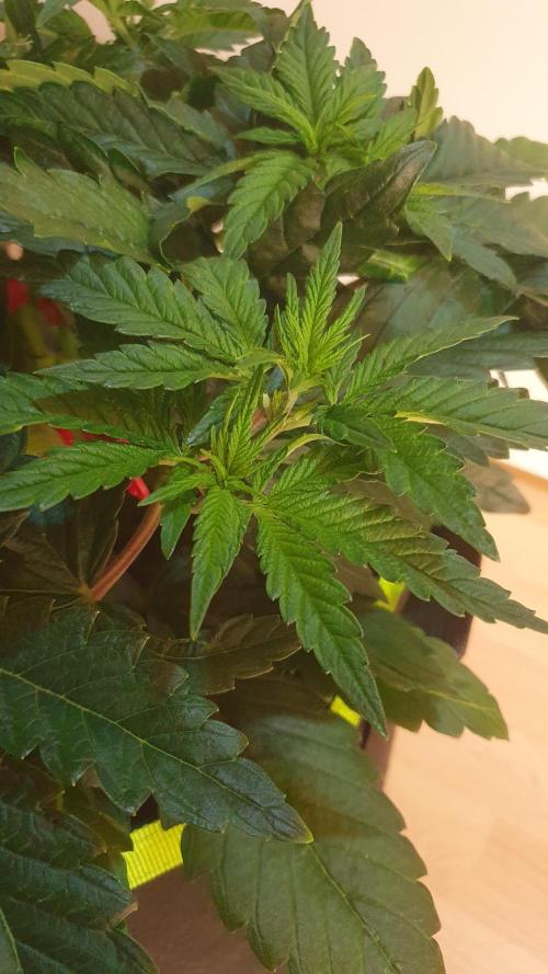 Slurricane Zamnesia. Week 5