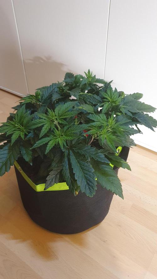 Slurricane Zamnesia. Week 5