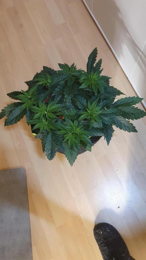Slurricane Zamnesia. Week 5