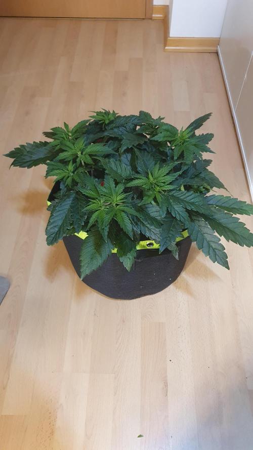 Slurricane Zamnesia. Week 5