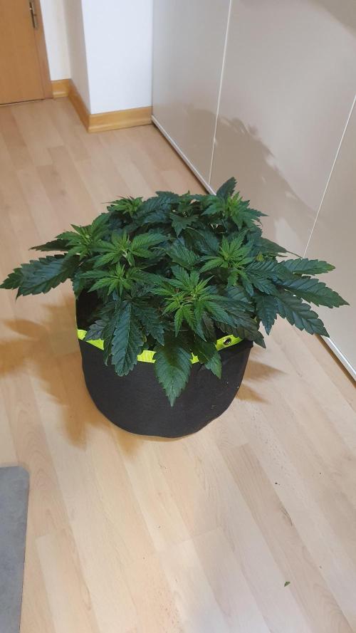 Slurricane Zamnesia. Week 5