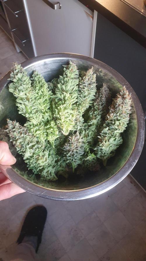 Jelly Donutz Auto Humboldt. Week 12
