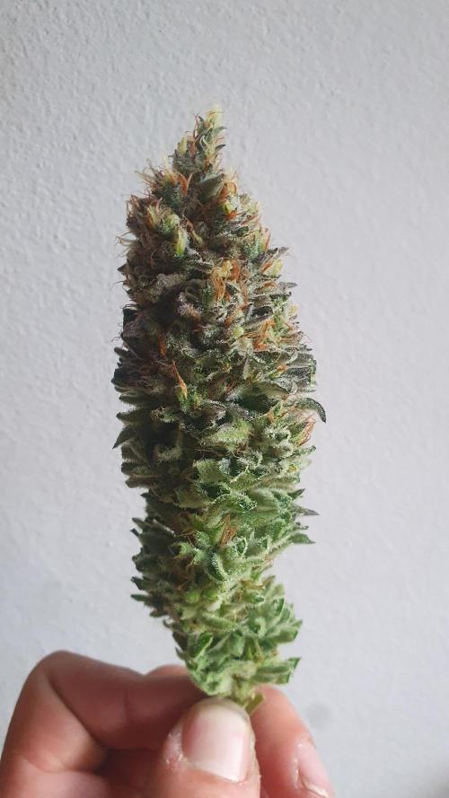 Jelly Donutz Auto Humboldt. Week 12