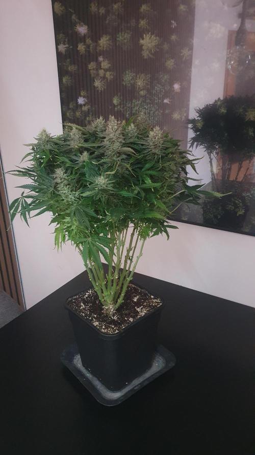 Jelly Donutz Auto Humboldt. Week 12