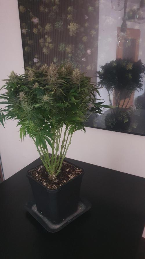 Jelly Donutz Auto Humboldt. Week 12