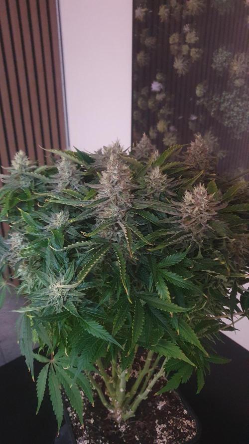Jelly Donutz Auto Humboldt. Week 12