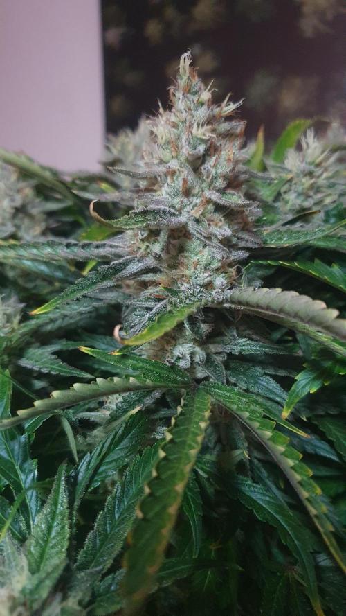Jelly Donutz Auto Humboldt. Week 12
